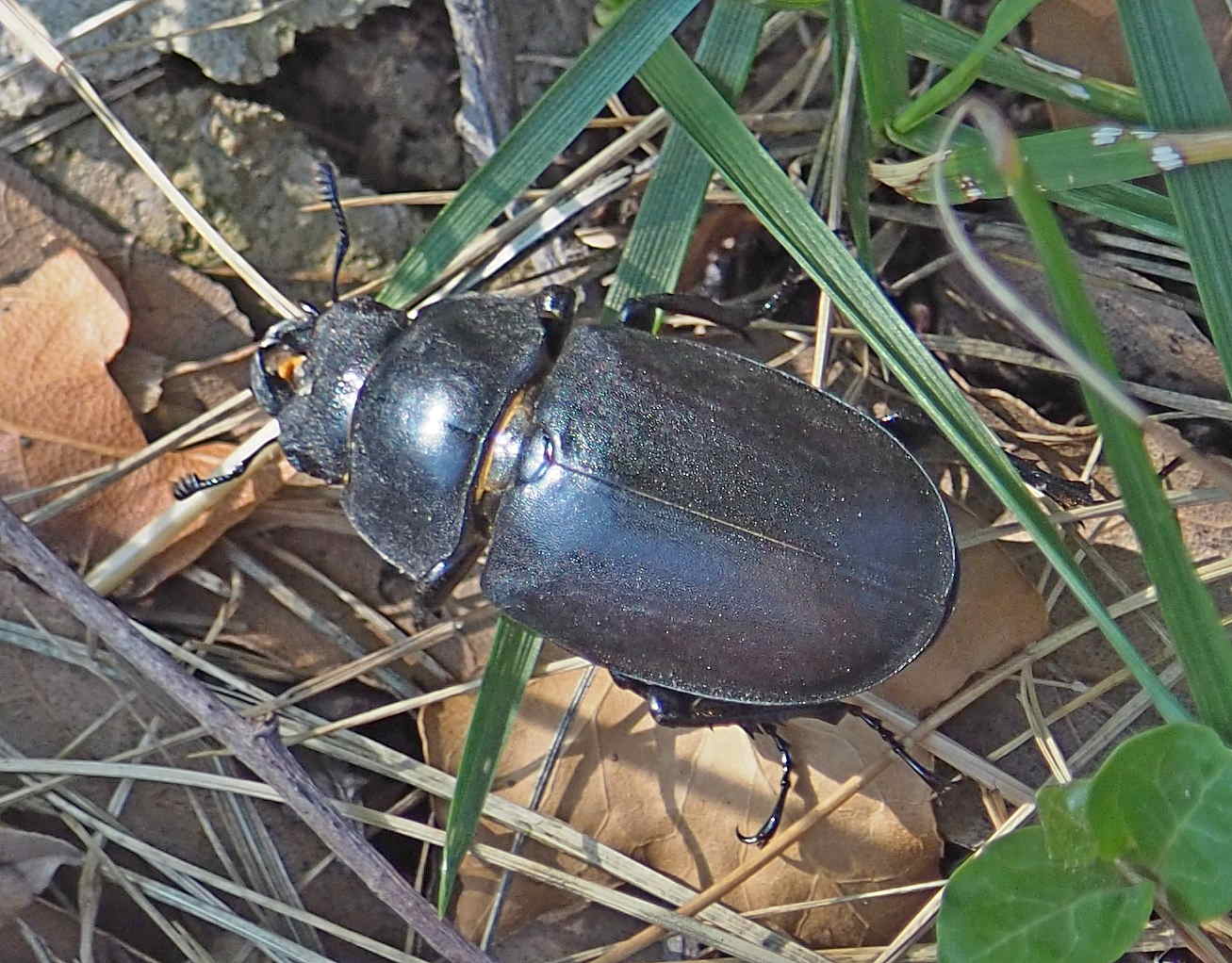 Lucanus cfr. cervus, femmina (Lucanidae)